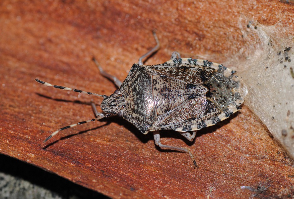 Pentatomidae: Rhaphigaster nebulosa della prov. di Roma